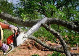 How Our Tree Care Process Works  in New Middletown, OH